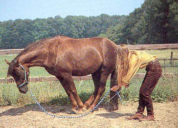 BHA - liggen op commando - http://www.horsemanship.org/grondwerk/liggen.html