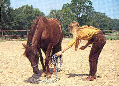 BHA - liggen op commando - http://www.horsemanship.org/grondwerk/liggen.html