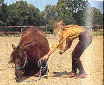 BHA - liggen op commando - http://www.horsemanship.org/grondwerk/liggen.html