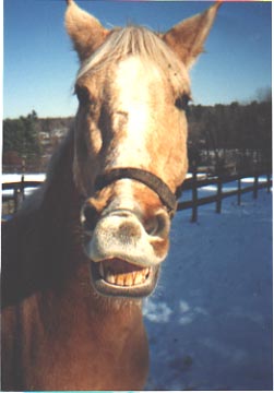http://www.geocities.com/trickyhorses/SmileContest.htm