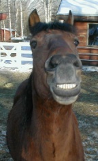 http://www.geocities.com/trickyhorses/SmileContest.htm